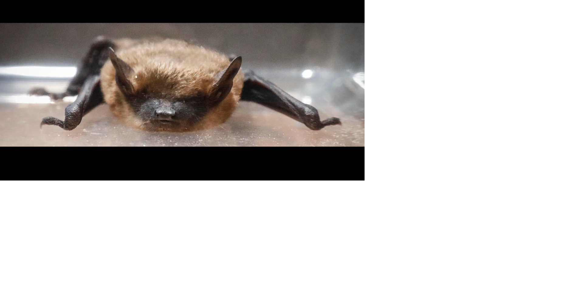 Genesee County woman bat exposure led to rabies shots