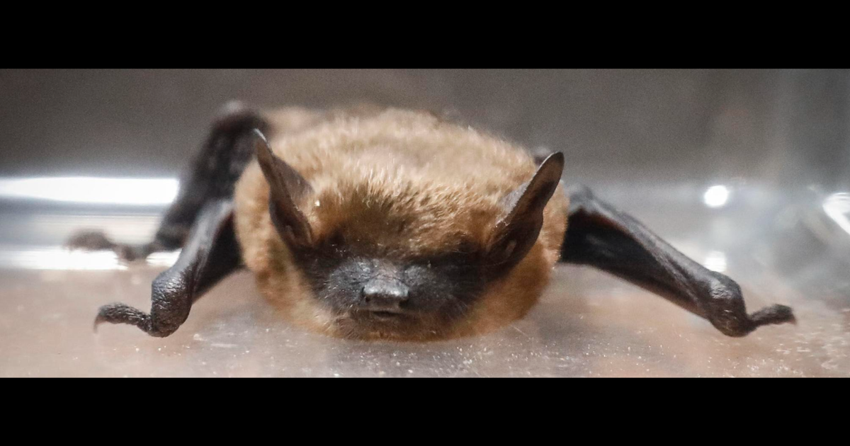 She heard a flapping noise in her hotel room. Now she and her kids need rabies shots.