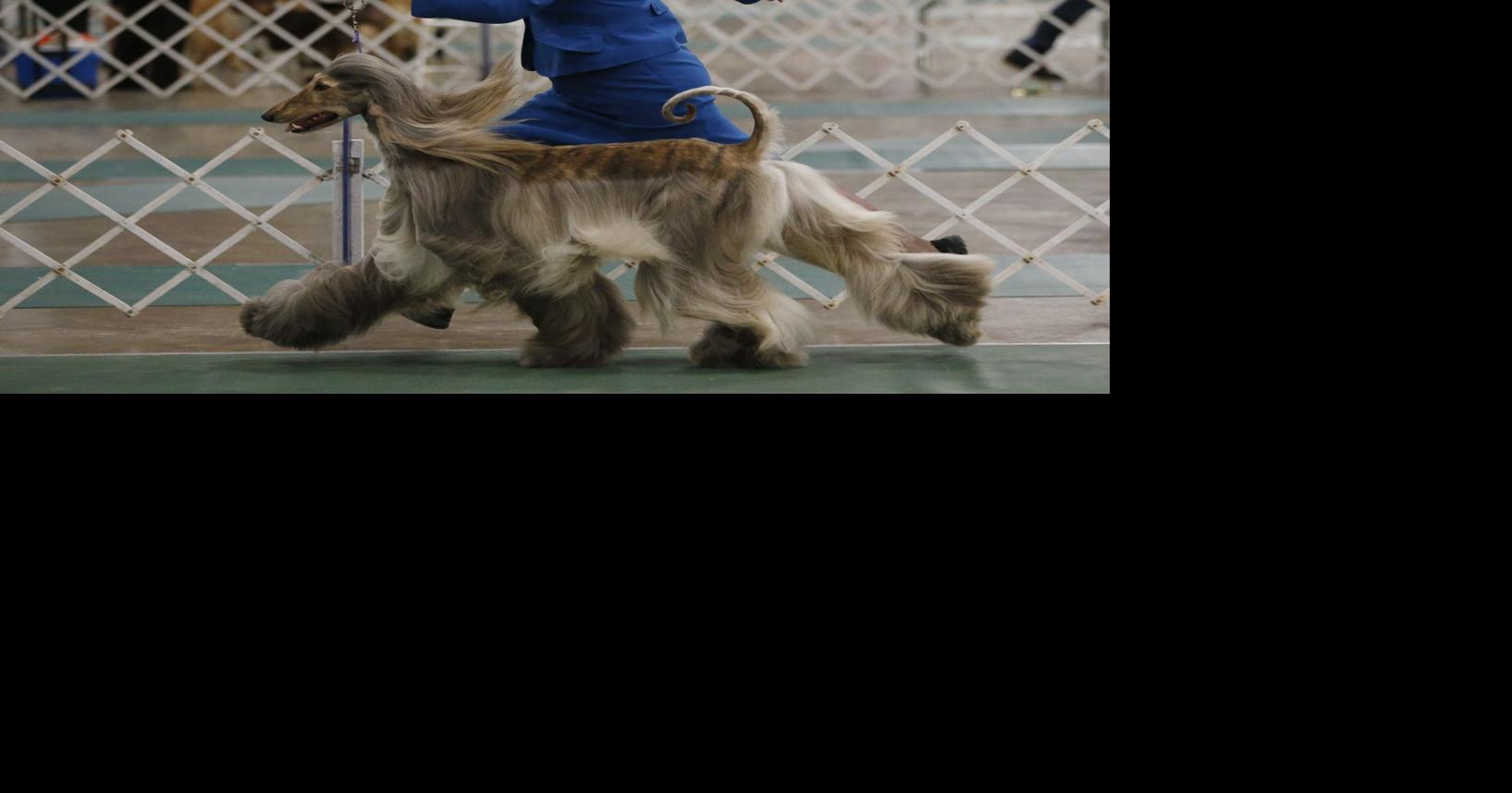 can a afghan hound live in qatar
