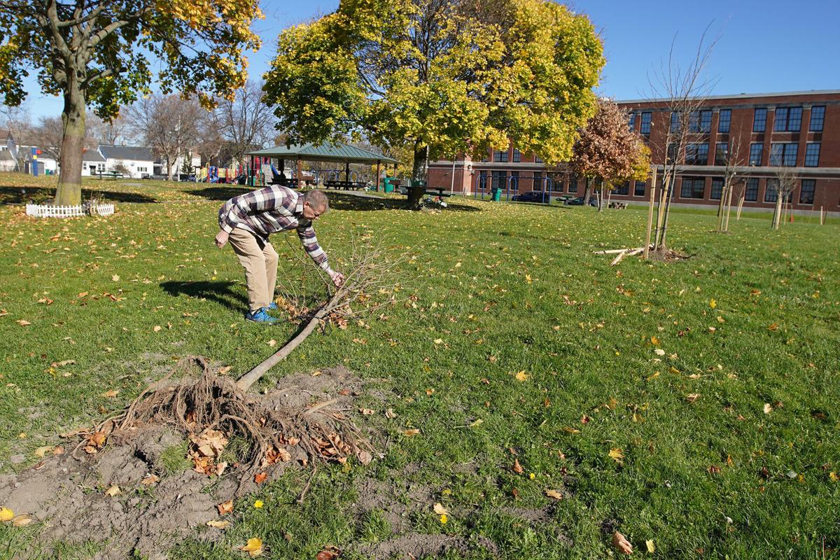 7 donated saplings planted by ReTree WNY in Sperry Park are uprooted