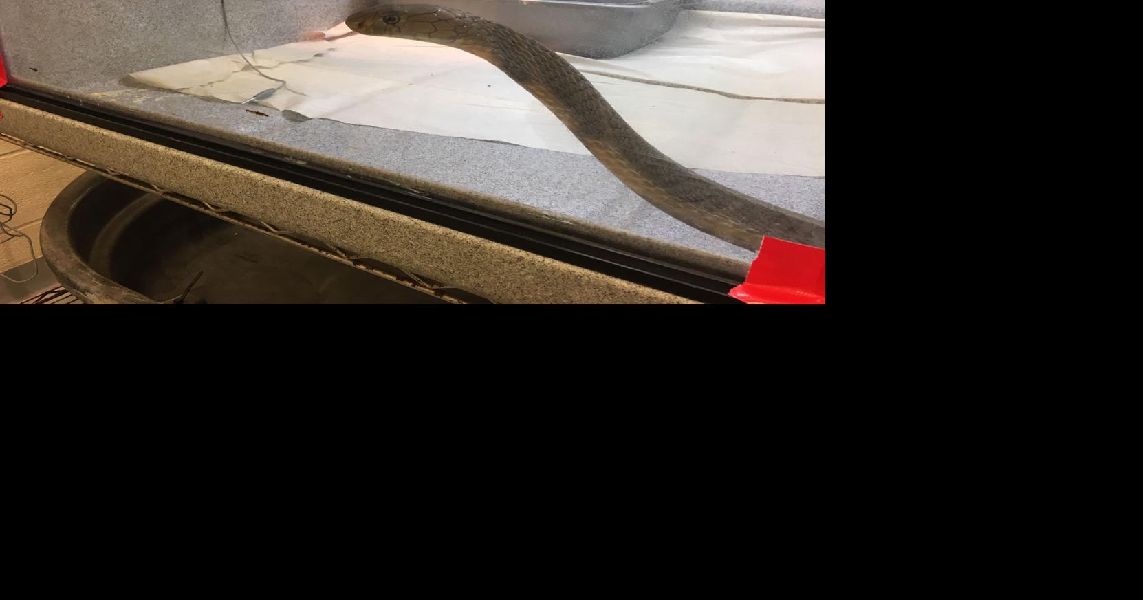 Snakes under strain Man charged in largest seizure of illegal reptiles