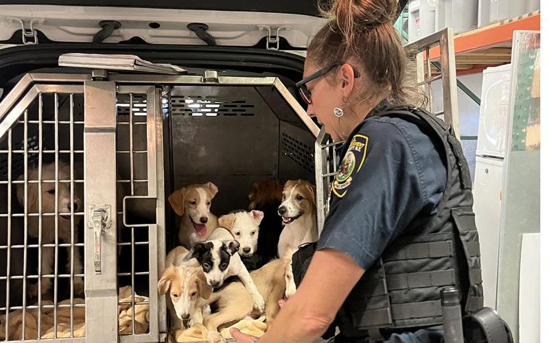 3 charged, 22 dogs removed in Tonawanda animal cruelty case