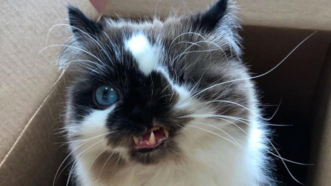 Family Saves One Eyed Kitty From Euthanasia National News Buffalonews Com
