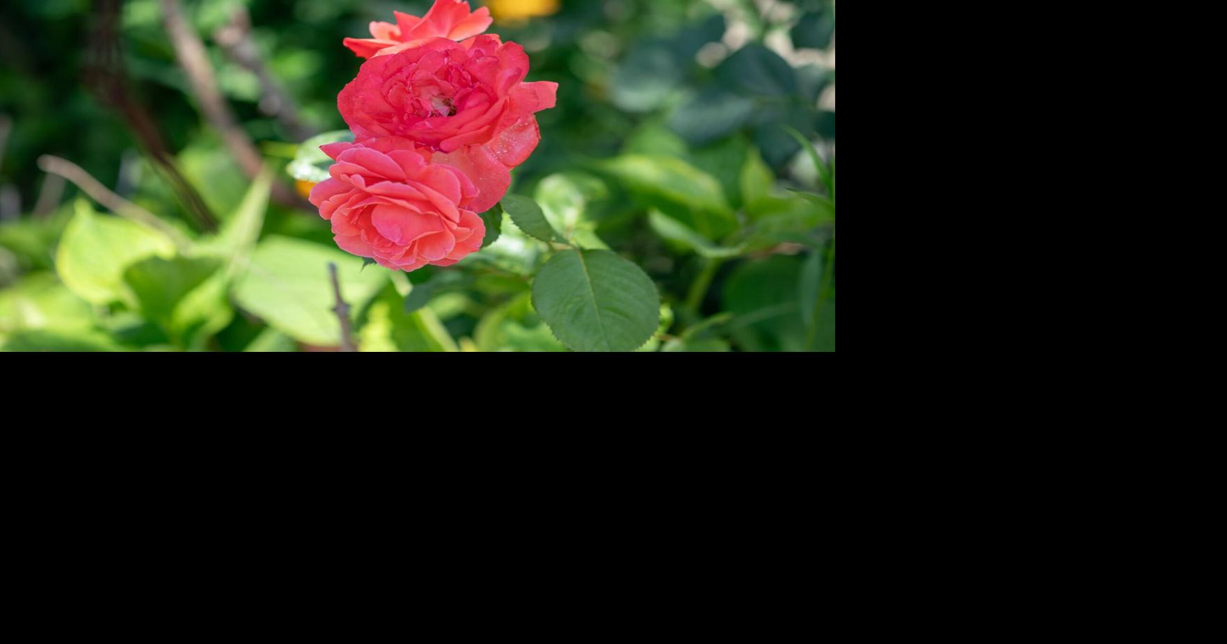 East Side Garden Walk coverage through the years