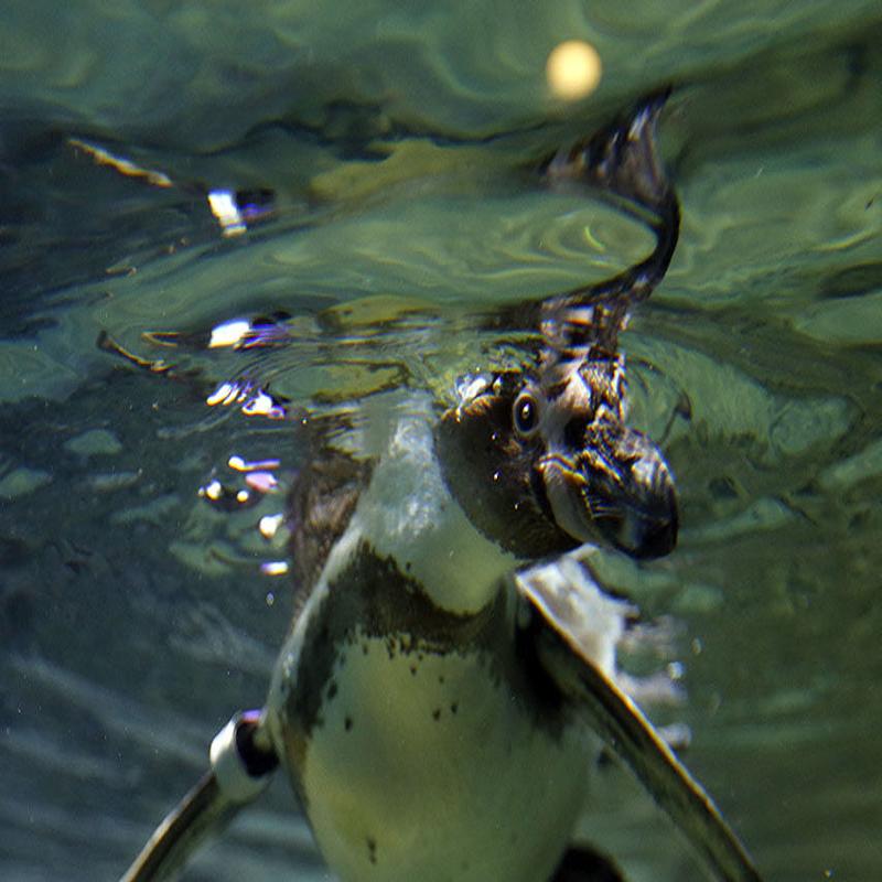 Zoo, Aquarium of say no Covid-19 worries with their animals | Local | buffalonews.com