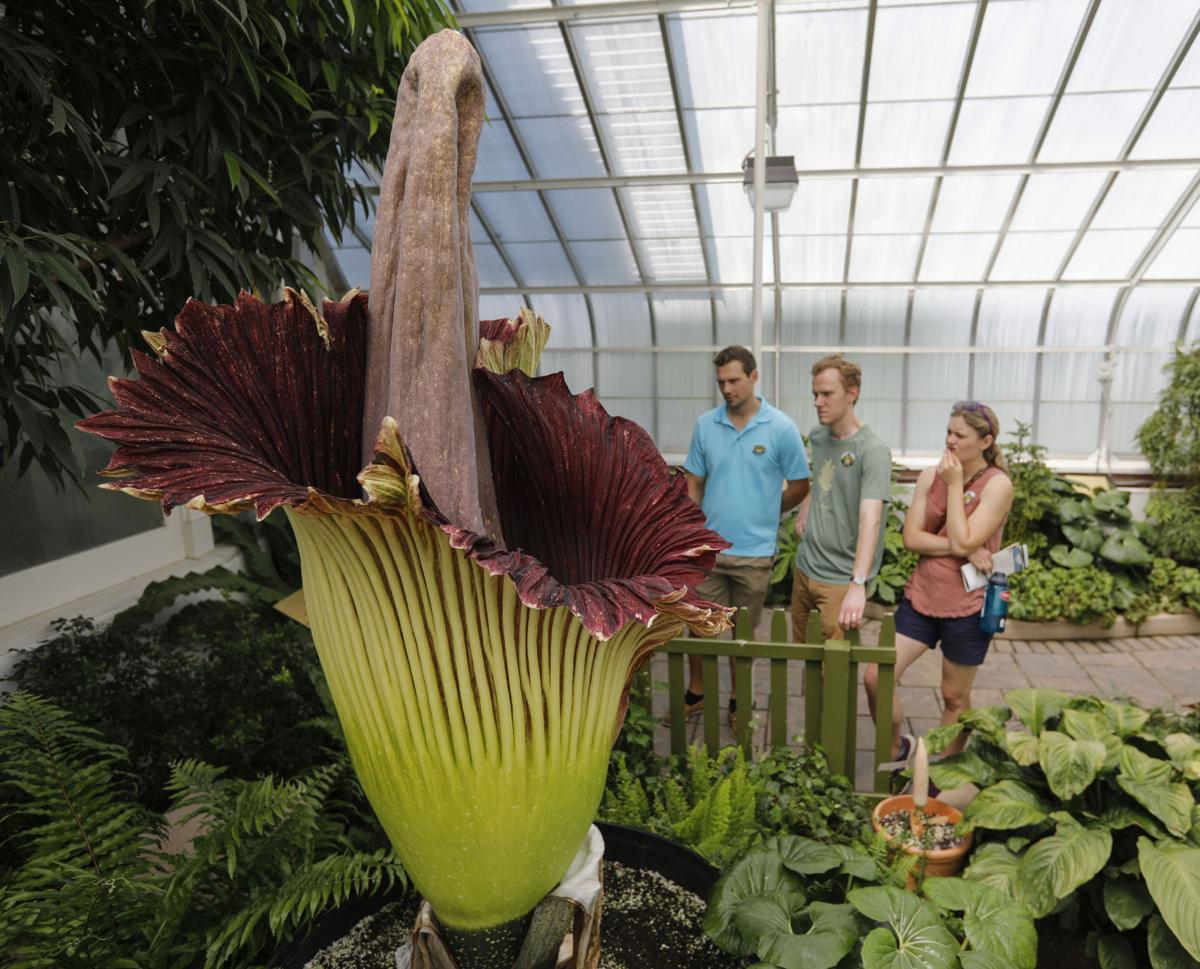 Mind Blowing Corpse Flower Blooms At Botanical Gardens Local