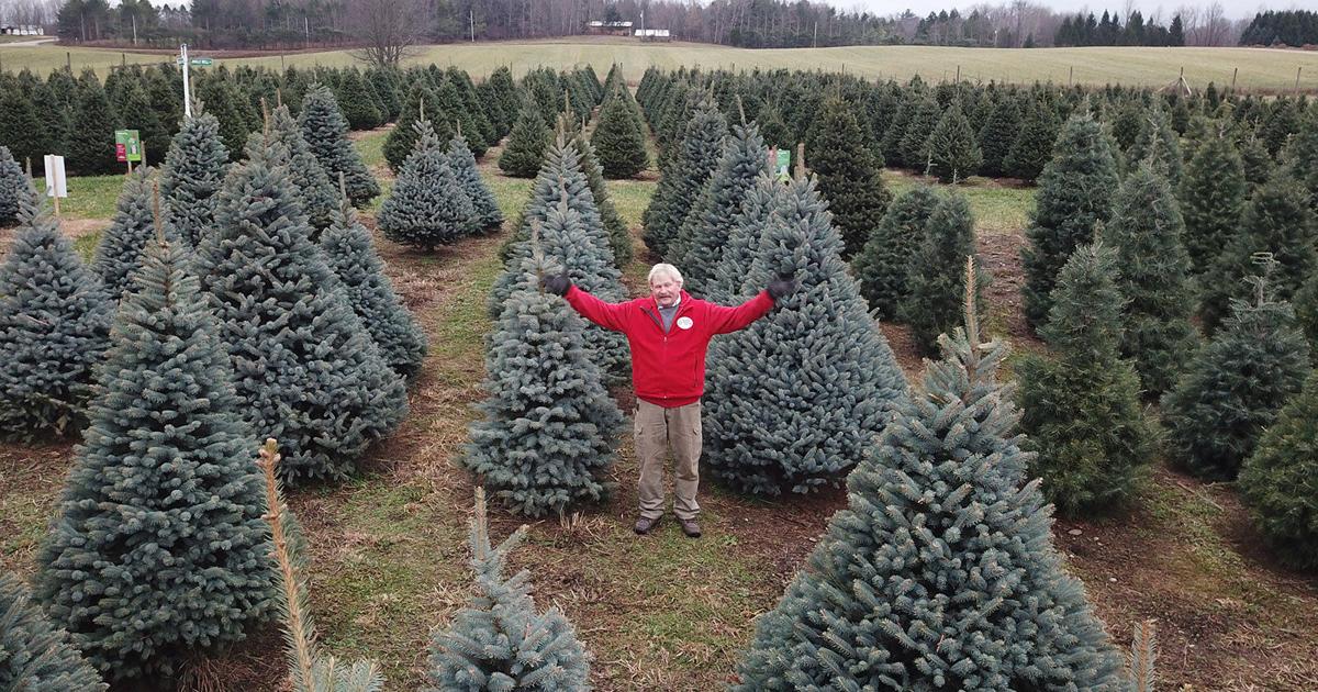 A tour of the Red Barn Christmas Tree Farm