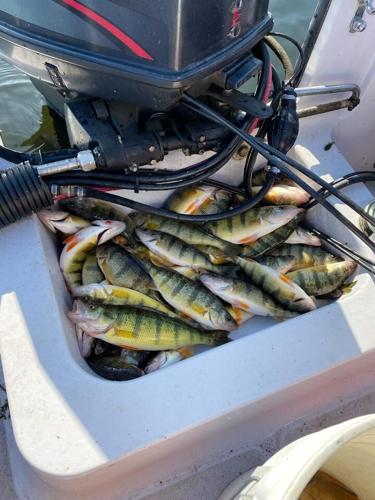 Weather, fresh minnows help anglers hit limits of perch on Lake Erie