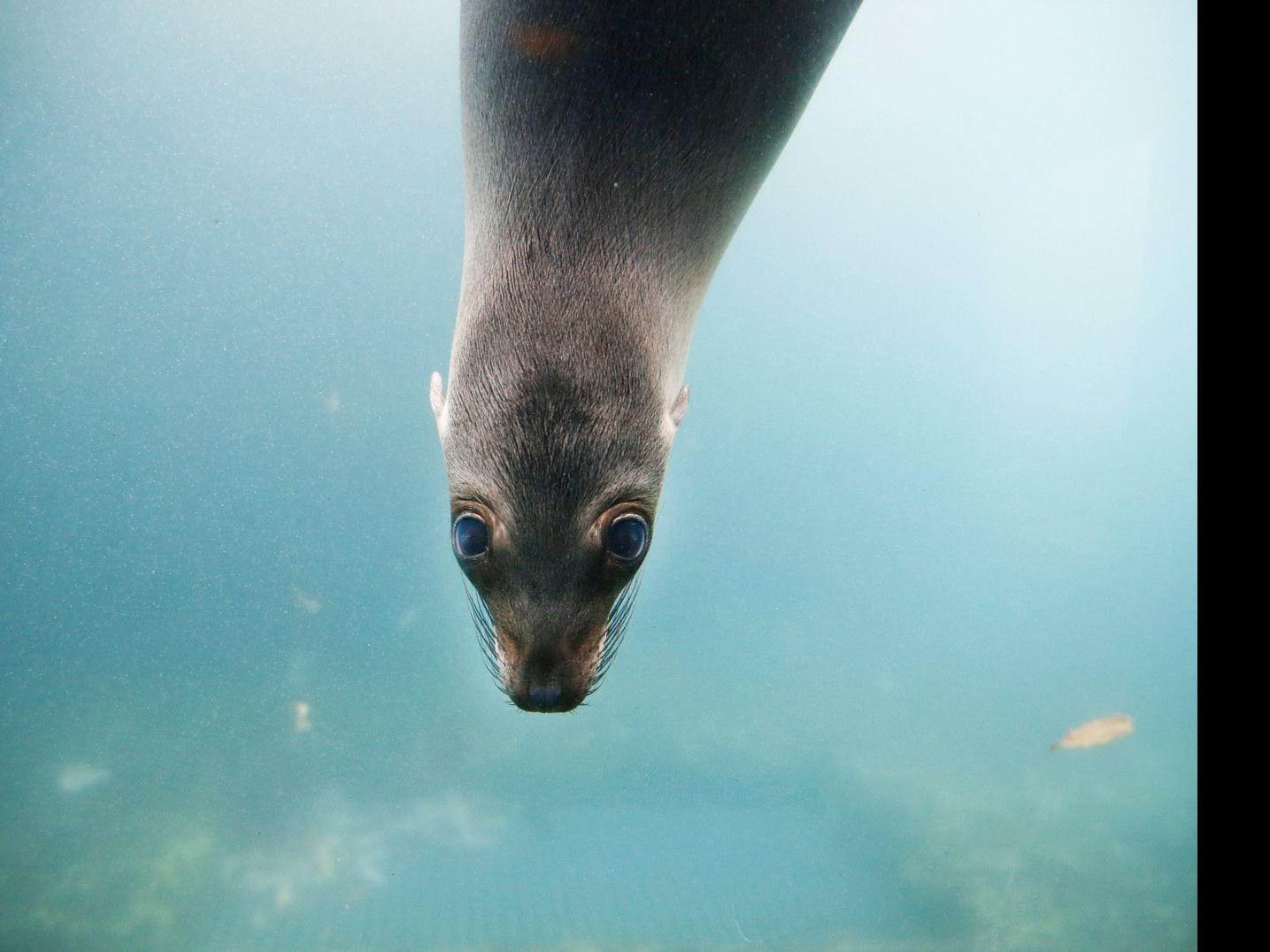 Toni The Baby Sea Lion At The Buffalo Zoo Multimedia Buffalonews Com