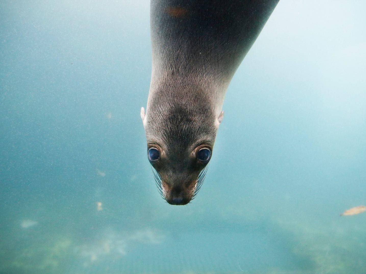 Toni The Baby Sea Lion At The Buffalo Zoo Multimedia Buffalonews Com Toni The Baby Sea Lion At The Buffalo Zoo Multimedia Buffalonews Com