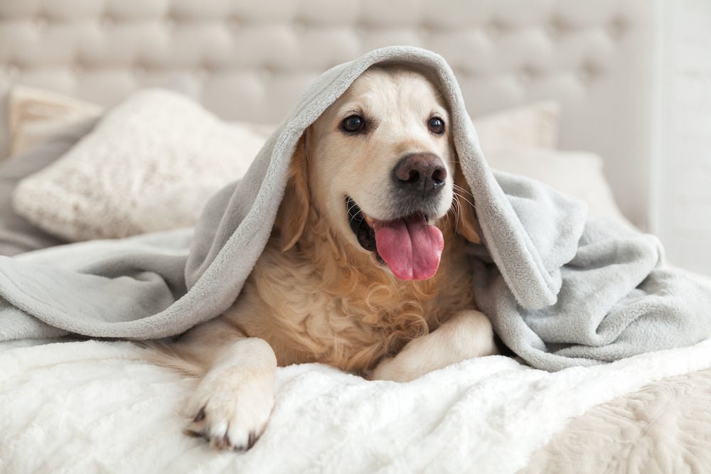 Pet-Friendly Hotels You May Haven’t Heard Of (Image)