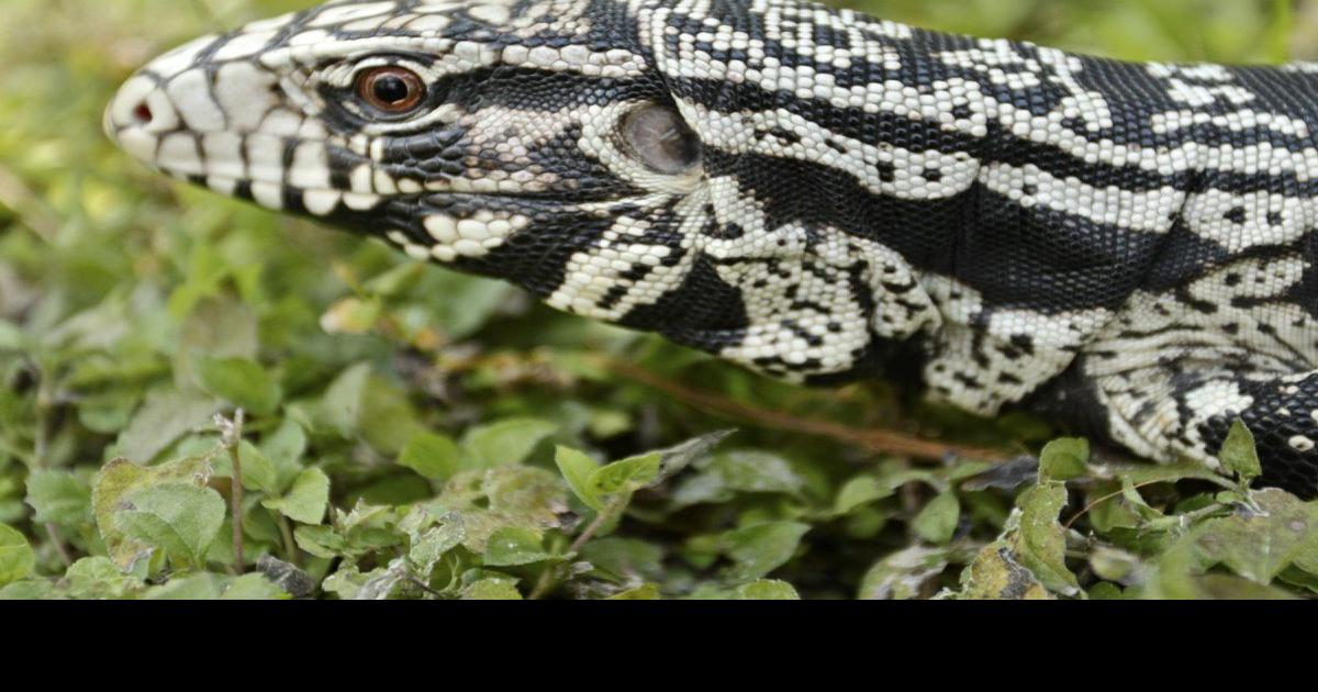 What would you use to trap a tegu? - The Wildlife Society