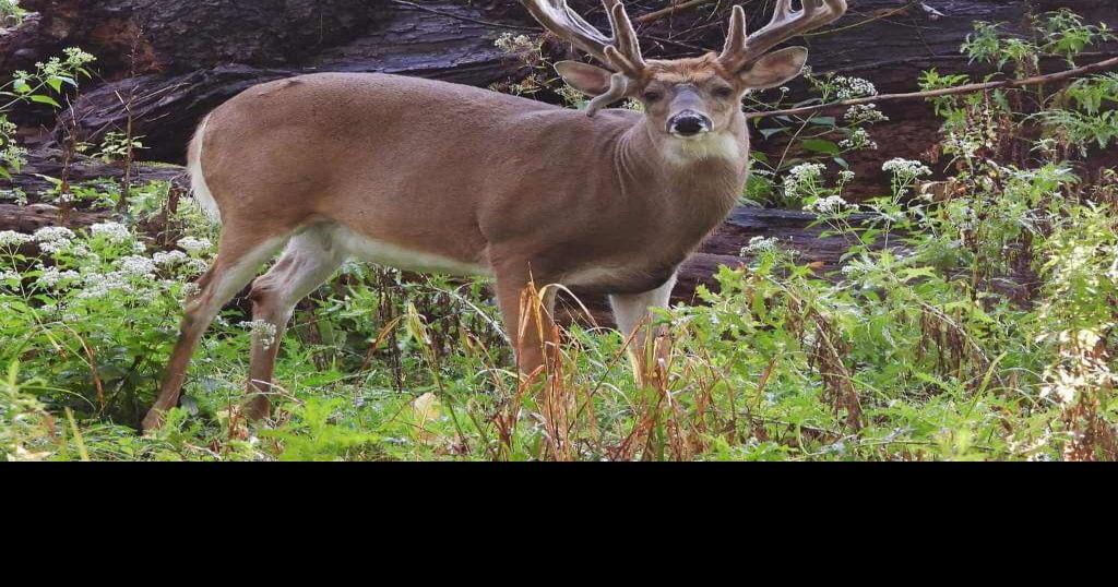 Whitetail deer hunting in NY covers a variety of seasons