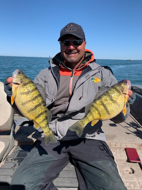 Lake erie perch