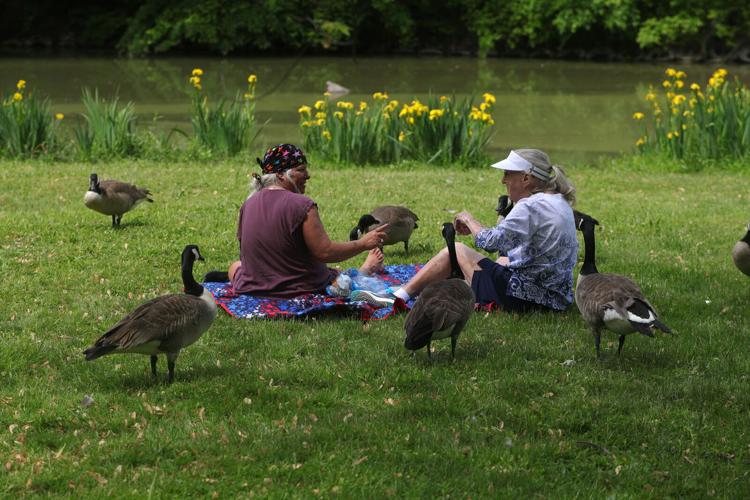 Feathered friends (copy) Ellicott Creek Park