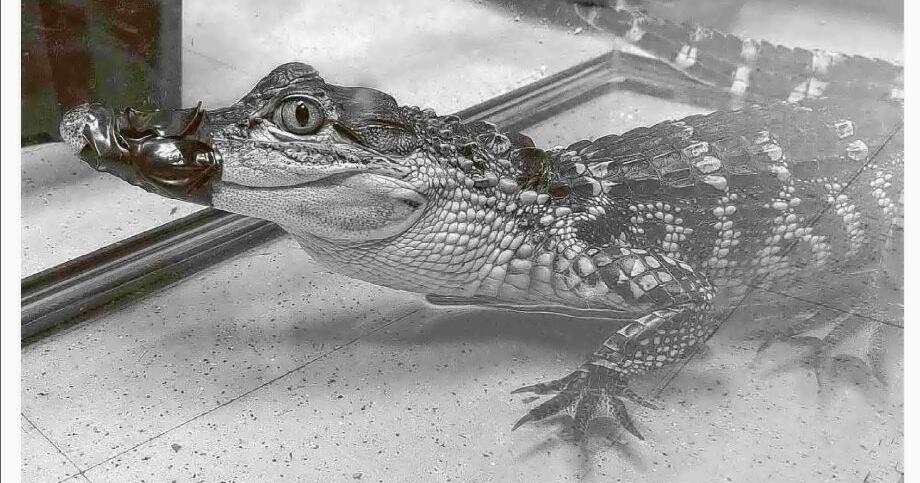 The Prospect Park gator was not the first. Here are some other  city-dwelling reptiles: