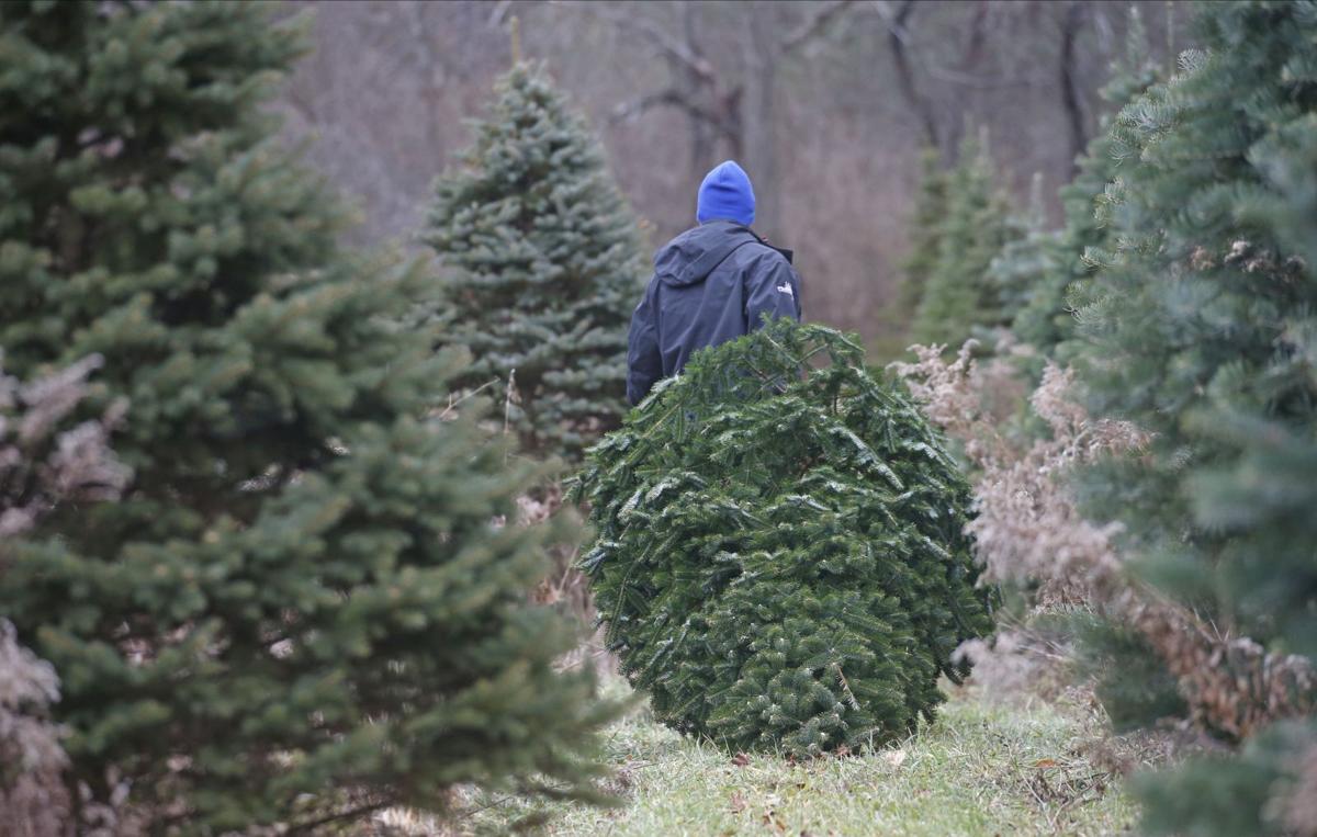 Find Your Tree And Enjoy Family Activities At These Local