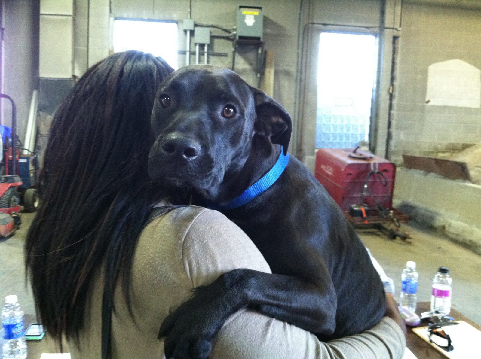 free rabies shots near me 2018