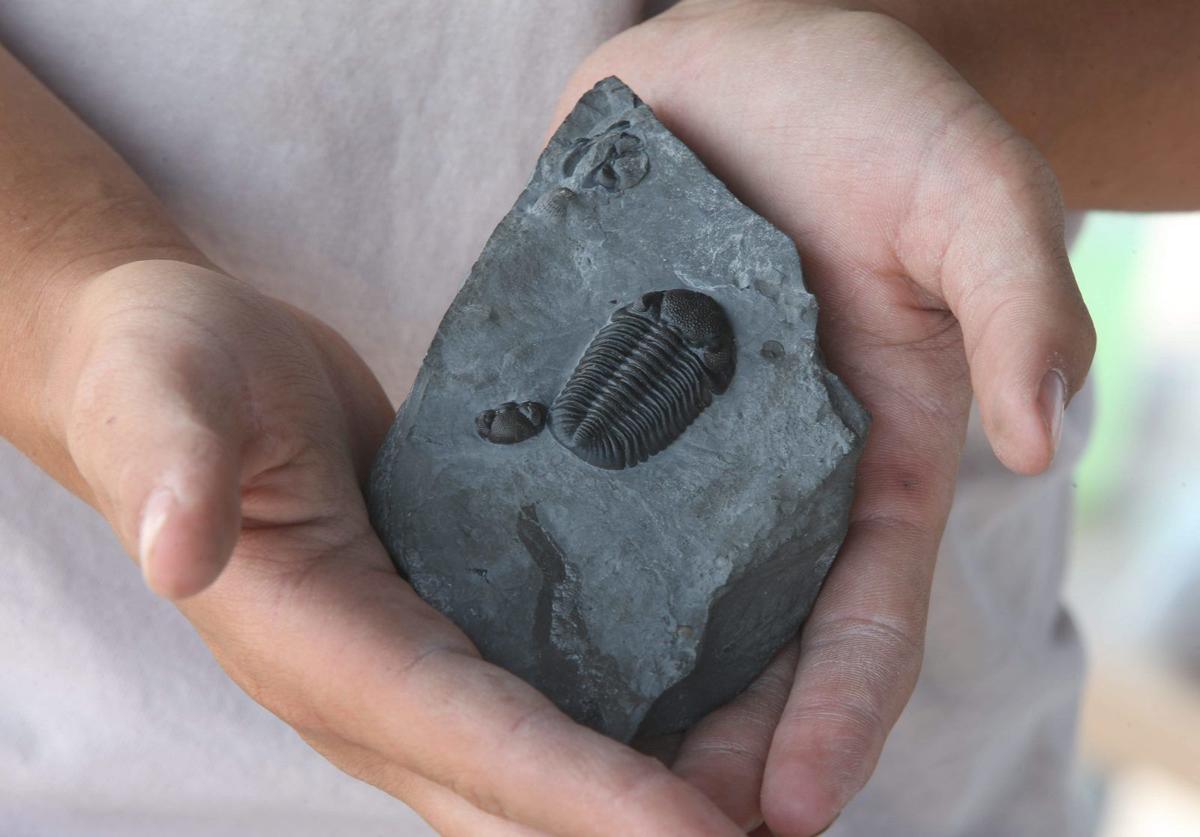 penn dixie fossil dig