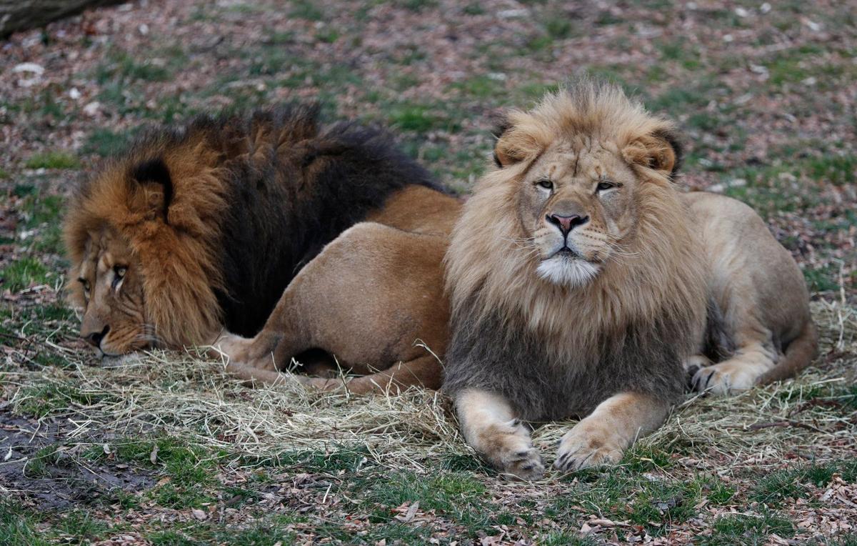 Roary the lion