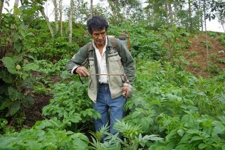 Potatoes may have shaped genetic makeup of Indigenous Andeans