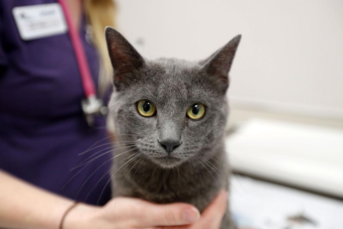 Lipsey Clinic Fills A Need With Low Cost Vet Care At Spca Local