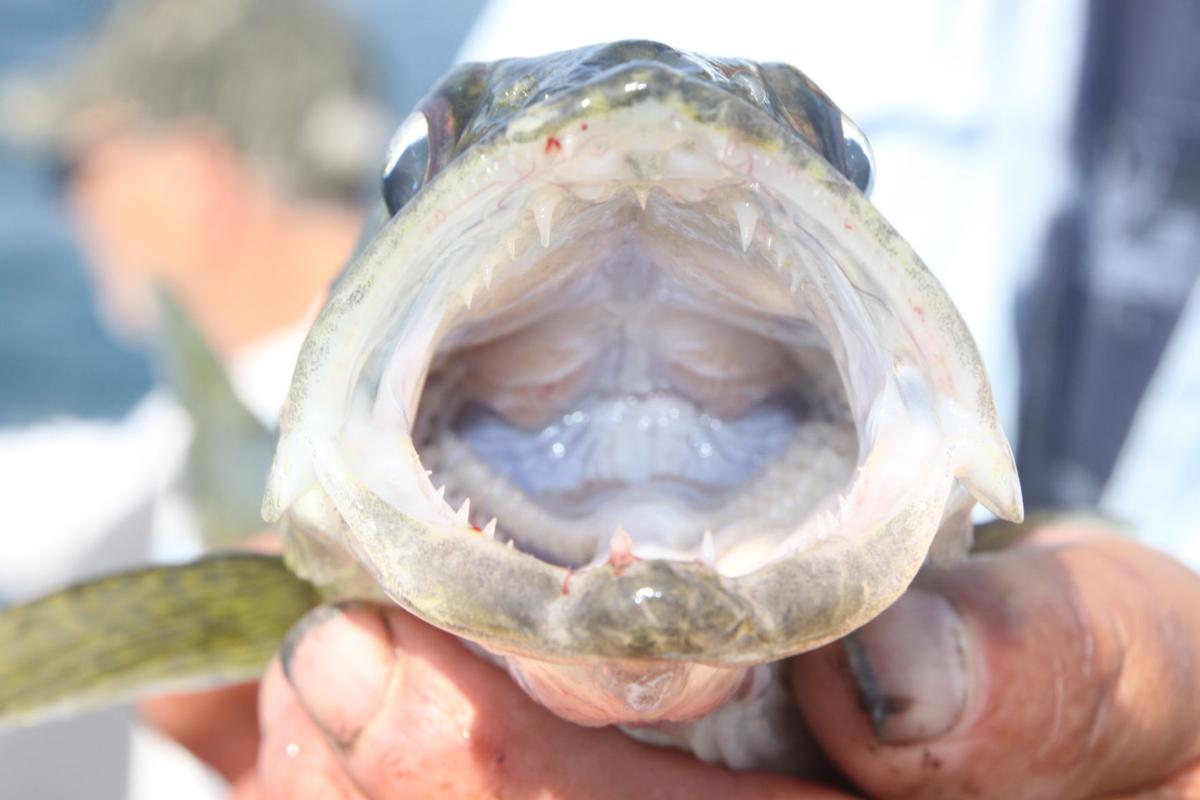 Walleye Catch Rate Sets Record And 2018 Could Be Better Sports
