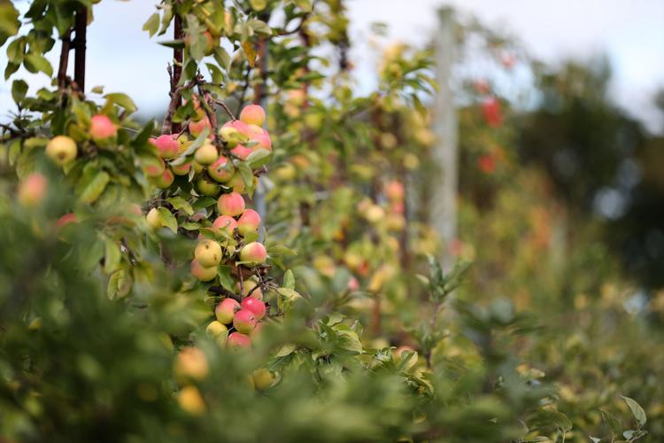 More than 350 kinds of apples at Leonard Oakes
