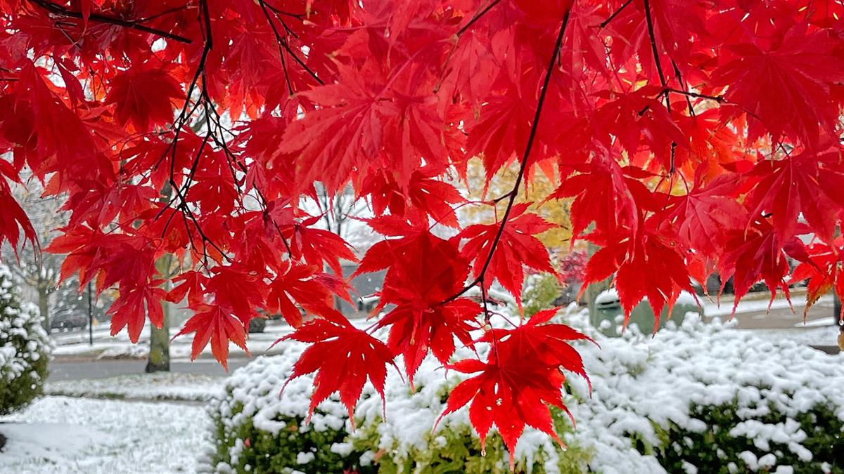 snow and leaves (copy)