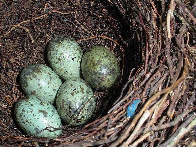 Nature Watch Never Take Eggs From A Bird S Nest Opinion Buffalonews Com