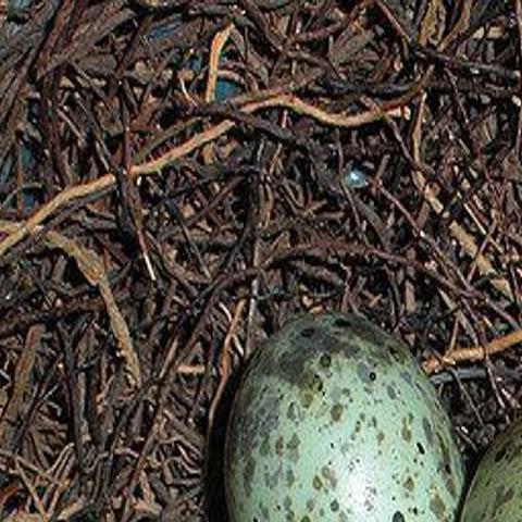 Nature Watch Never Take Eggs From A Bird S Nest Opinion Buffalonews Com