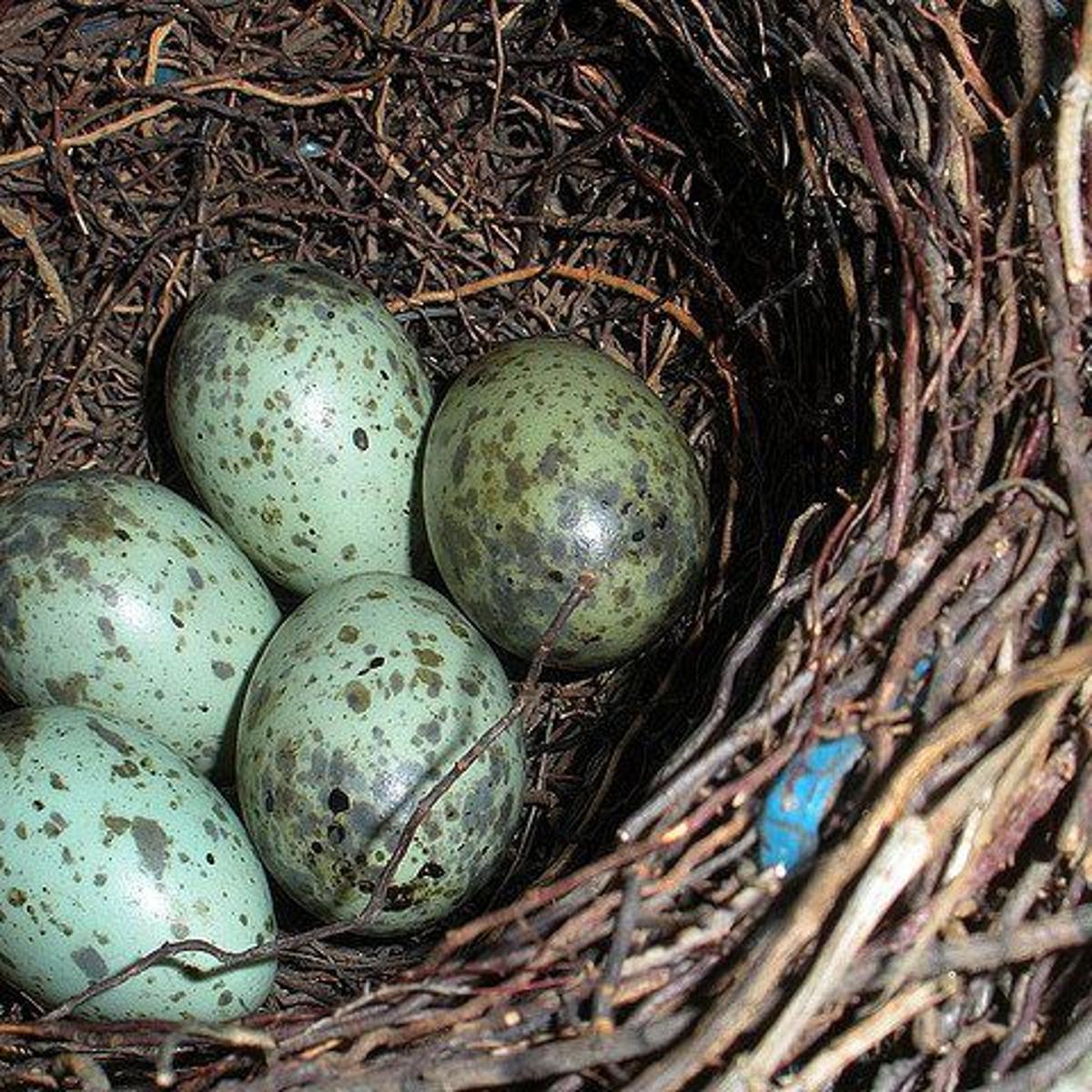 Nature Watch Never Take Eggs From A Bird S Nest Opinion Buffalonews Com Nature Watch Never Take Eggs From A Bird S Nest Opinion Buffalonews Com