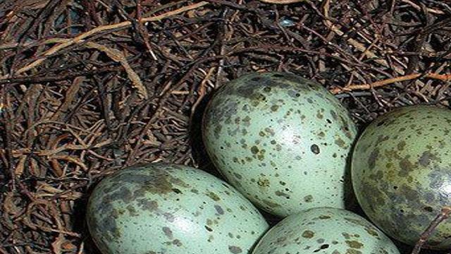 Nature Watch Never Take Eggs From A Bird S Nest Opinion Buffalonews Com
