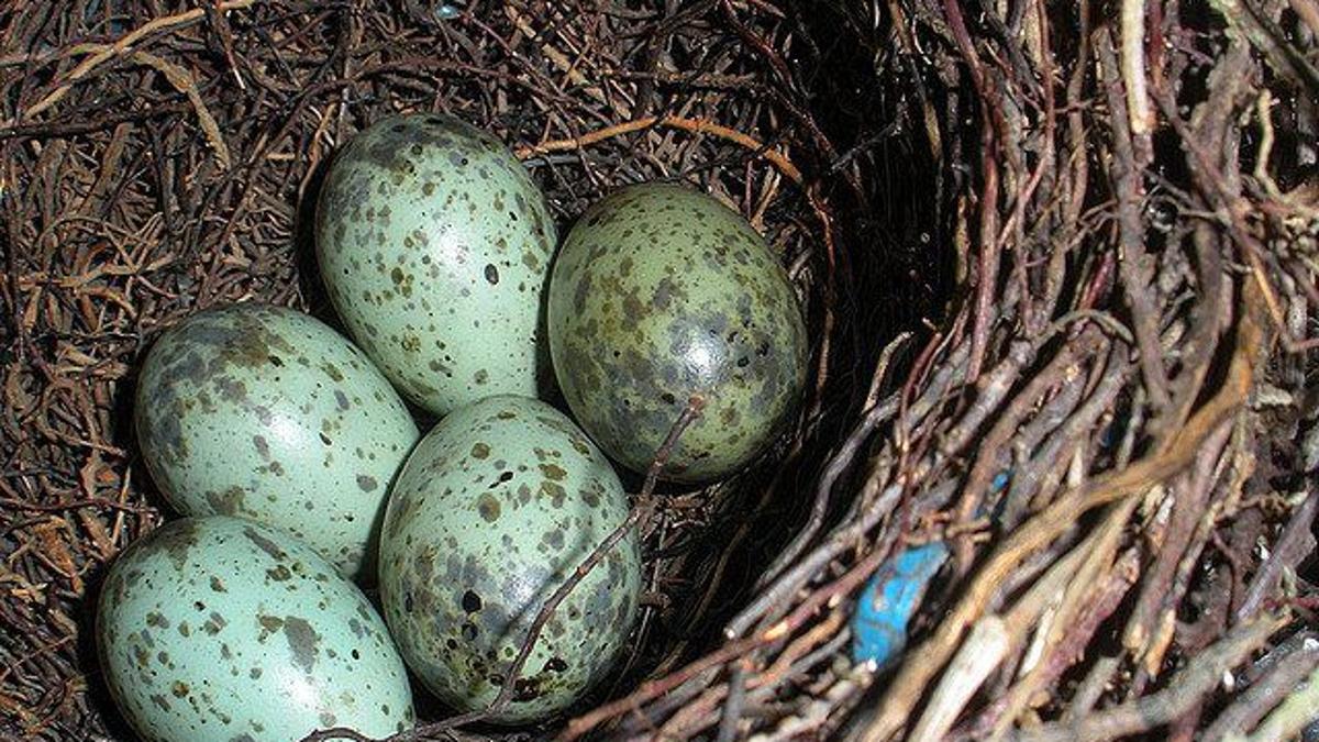 Nature Watch Never Take Eggs From A Bird S Nest Opinion Buffalonews Com Nature Watch Never Take Eggs From A Bird S Nest Opinion Buffalonews Com
