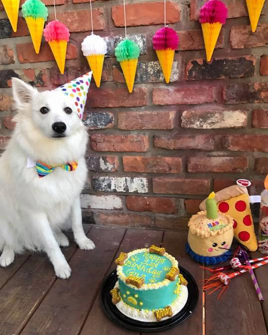 bark for biscuits dog bakery