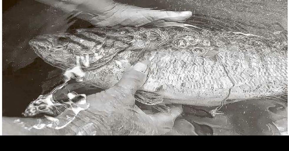 How to take care of bass with barotrauma