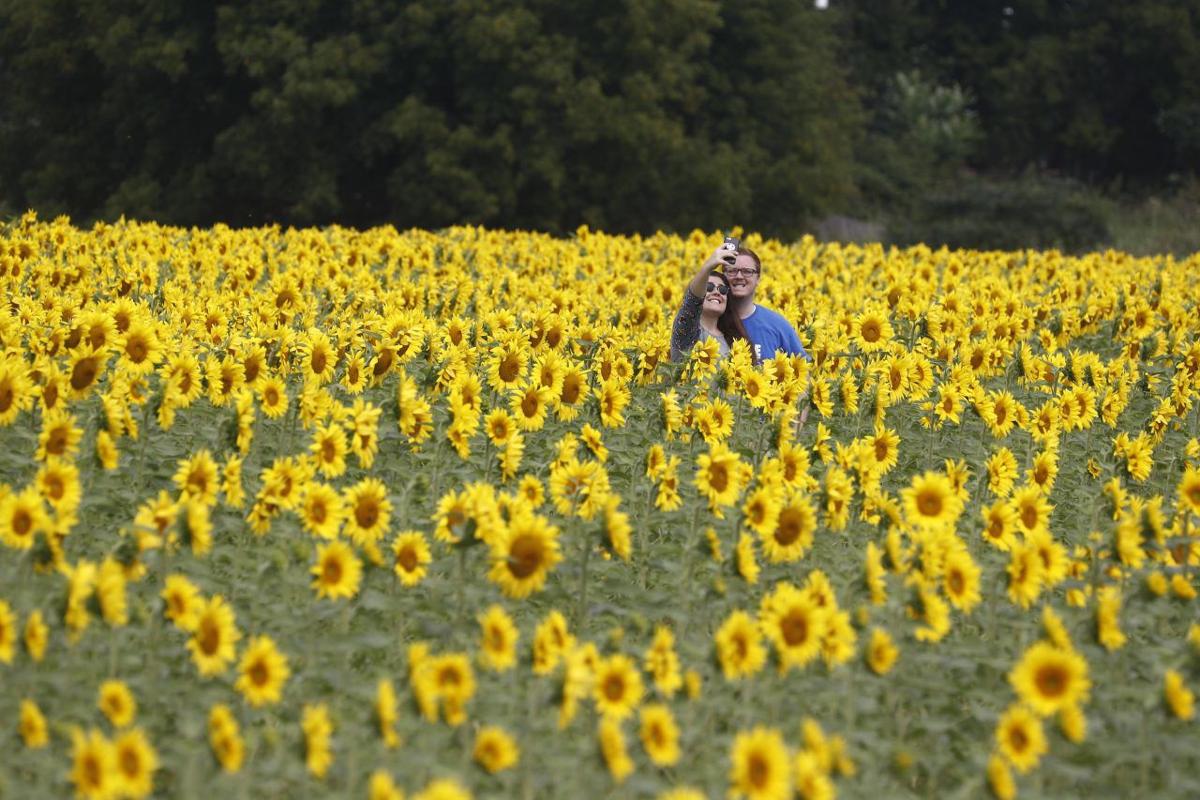Free Things To Do For The Rest Of Summer In The Buffalo Area Arts Buffalonews Com