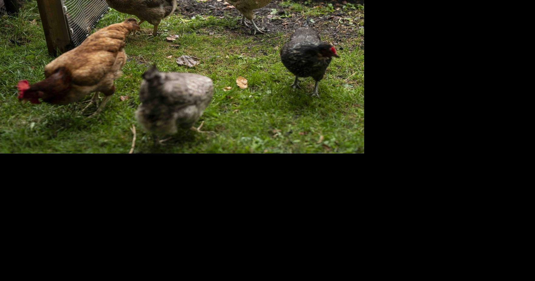 Backyard chickens are still a thing in Buffalo