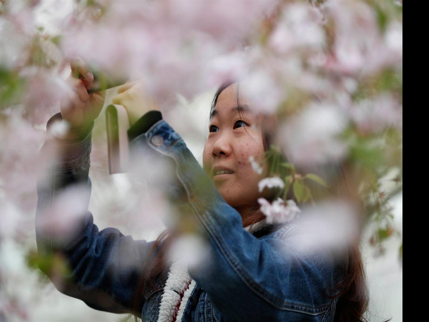 Spring In Full Bloom 19 Buffalo Cherry Blossom Festival Multimedia Buffalonews Com