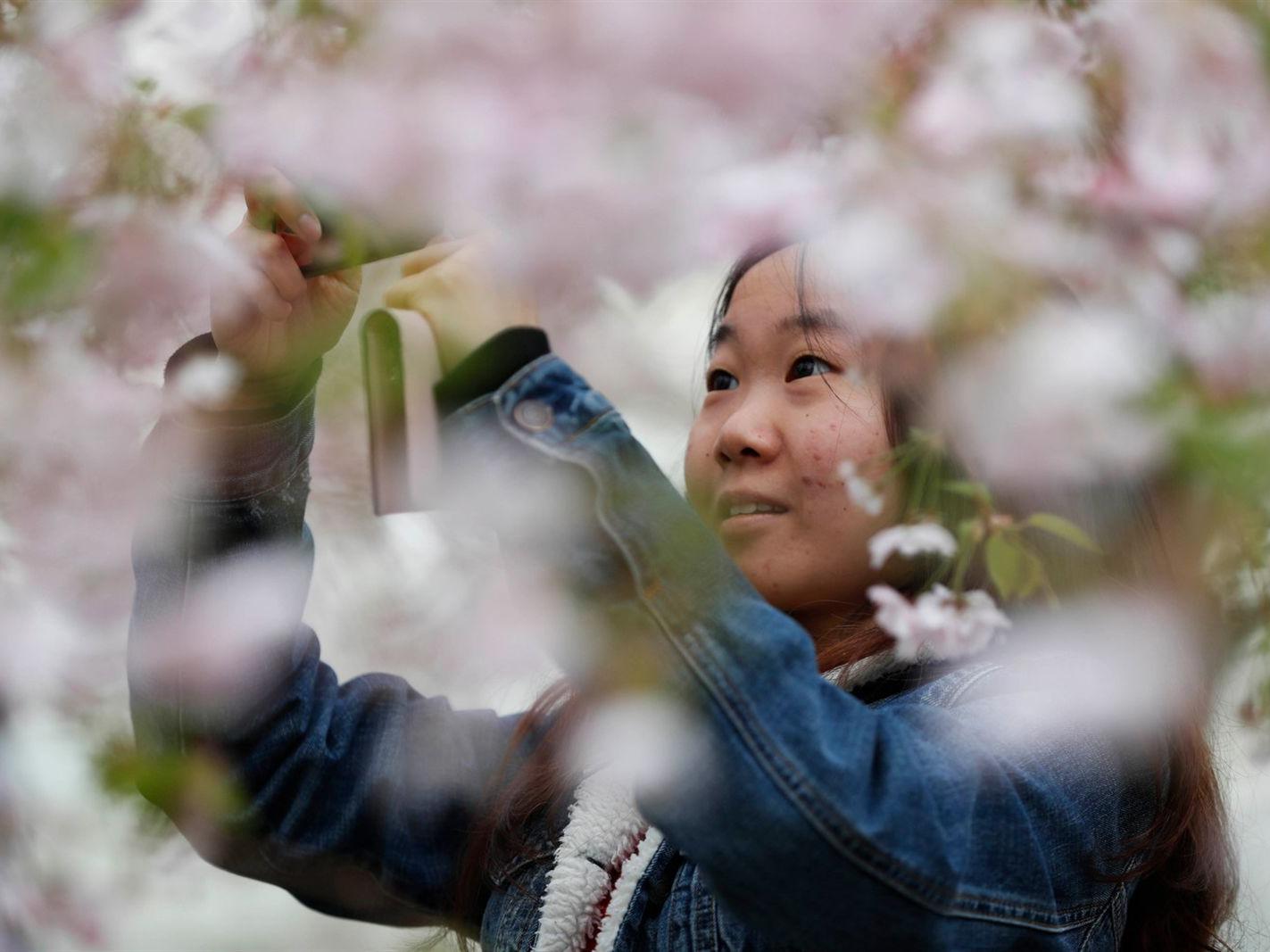 Spring In Full Bloom 19 Buffalo Cherry Blossom Festival Multimedia Buffalonews Com Spring In Full Bloom 19 Buffalo Cherry Blossom Festival Multimedia Buffalonews Com