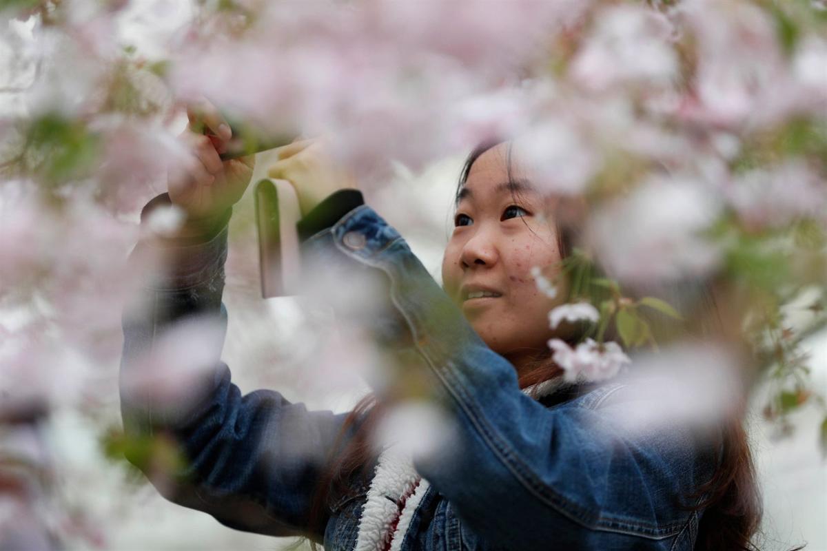 Spring In Full Bloom 19 Buffalo Cherry Blossom Festival Multimedia Buffalonews Com Spring In Full Bloom 19 Buffalo Cherry Blossom Festival Multimedia Buffalonews Com
