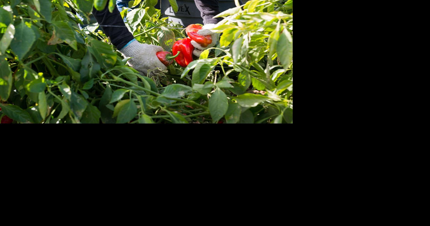 Another Voice: New York's farmworkers deserve the same rights as every other worker