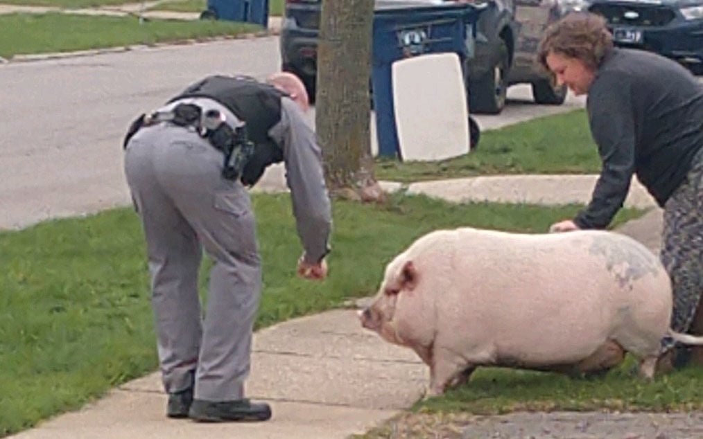 Is John Pork, The Popular Pig Man, A Real Person? Is He Dead?