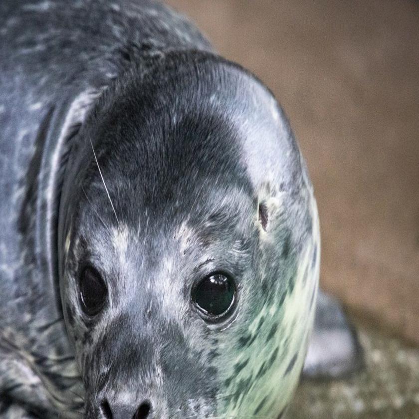 Aquarium Of Niagara S New Harbor Seal Pup Has A New Name Local News Buffalonews Com