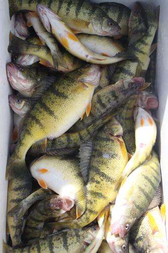 Lake Erie Yellow Perch fishing frenzy