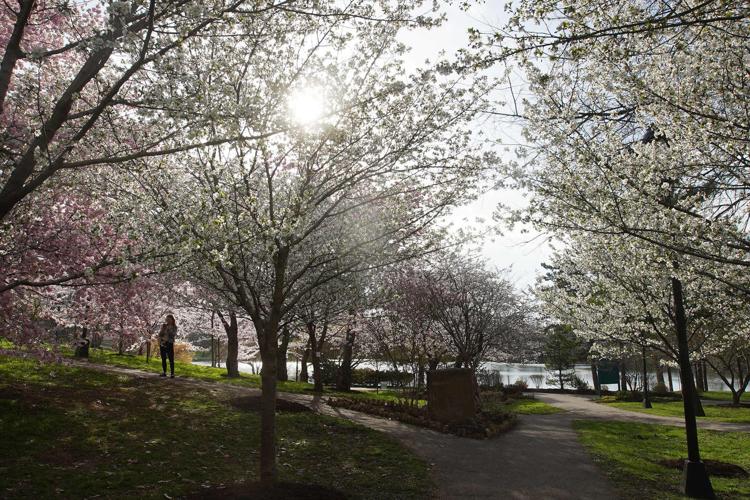 Morning light (copy)