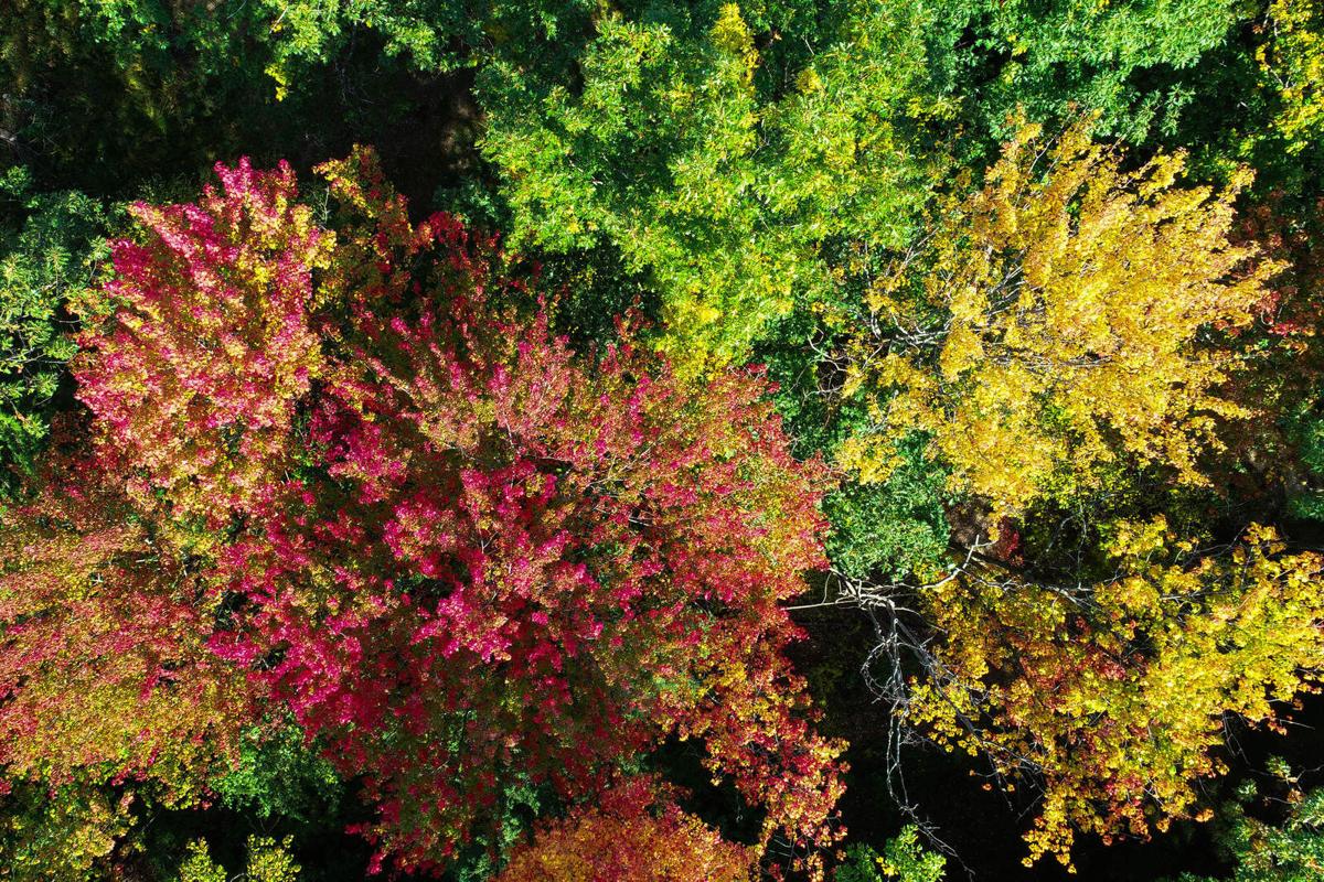 Gusto Guide to Fall