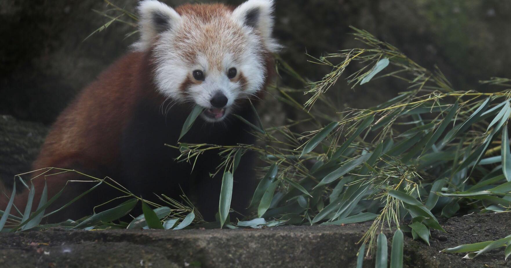 Red panda cub arrives at Buffalo Zoo from South Carolina - Vimarsana News
