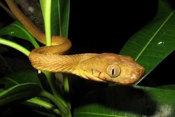 How did inbred brown tree snakes take over Guam? Study suggests hidden genetic diversity
