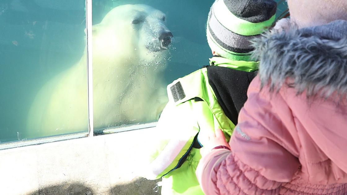 100 Things The Buffalo Zoo Gleams In Winter Entertainment